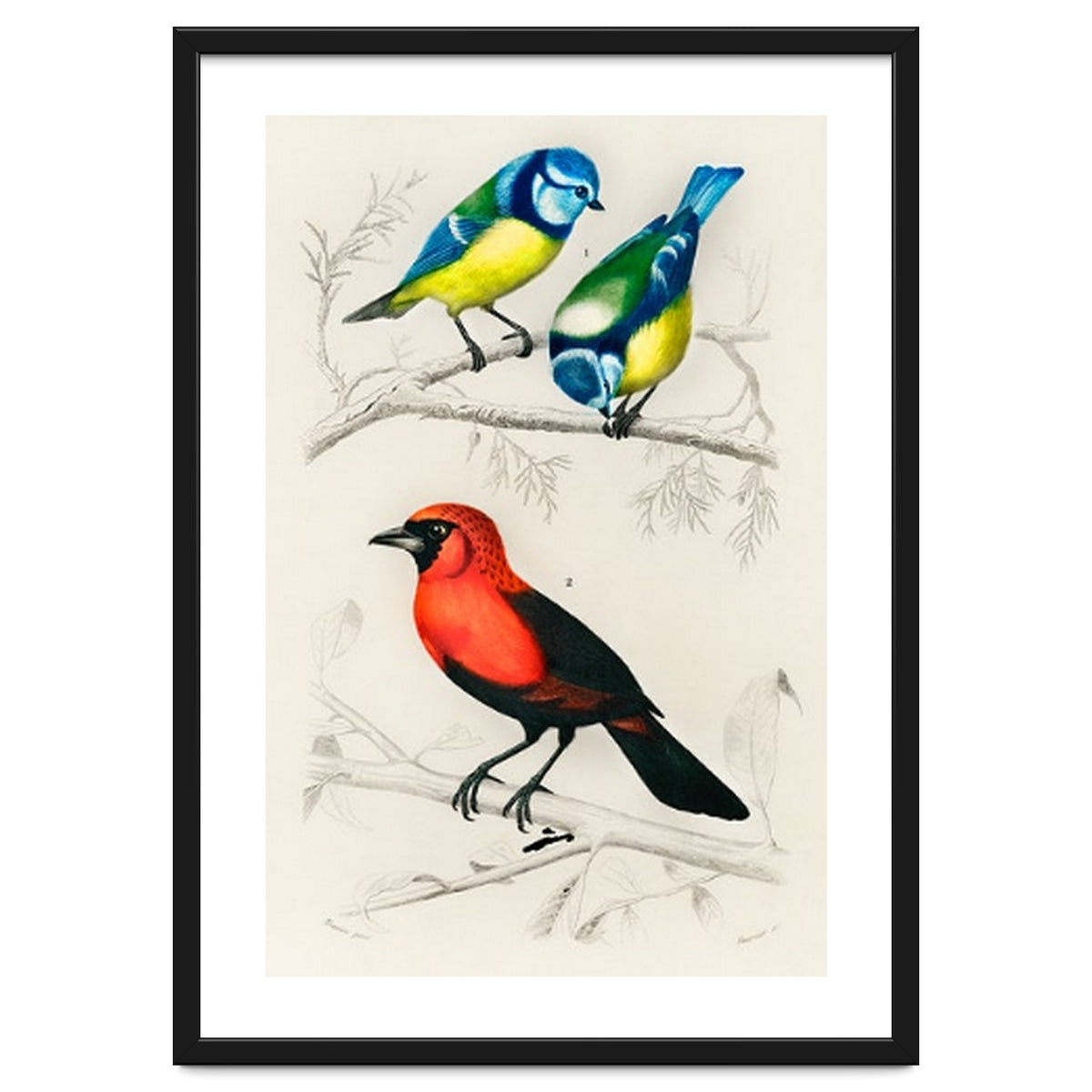 Different types of birds illustrated