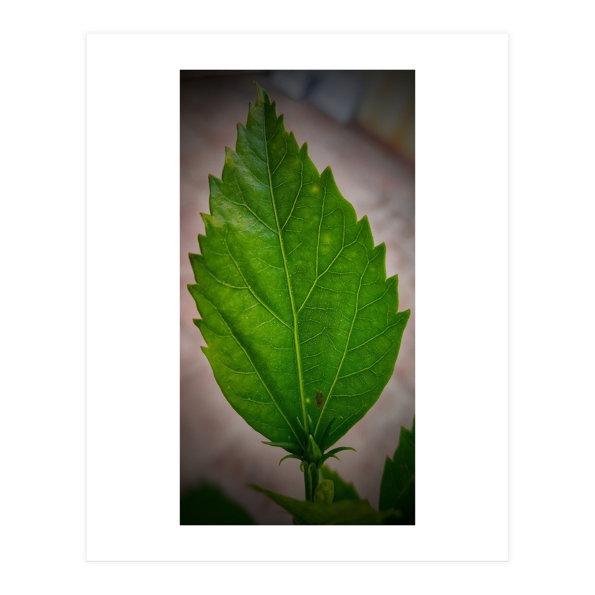 Hibiscus Plant Petal (Print Only)