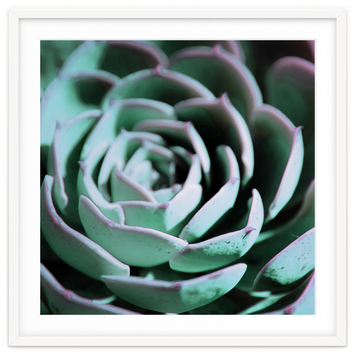 DARKSIDE OF SUCCULENTS III-A