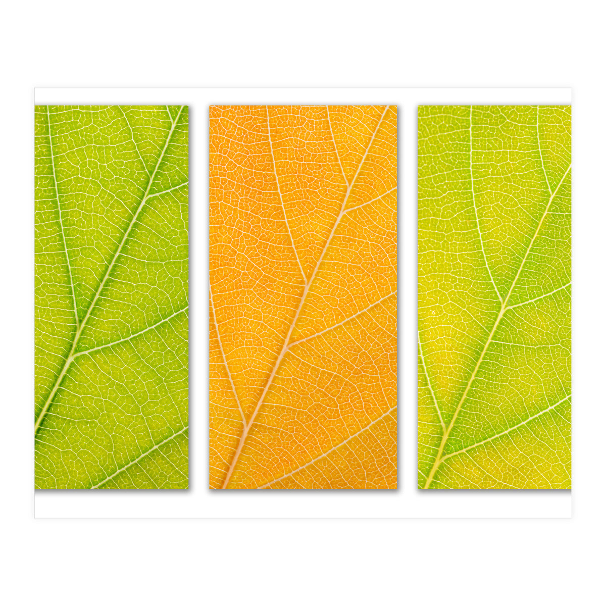 Autumn Leaves (Print Only)