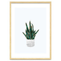 Snake Plant gold and green