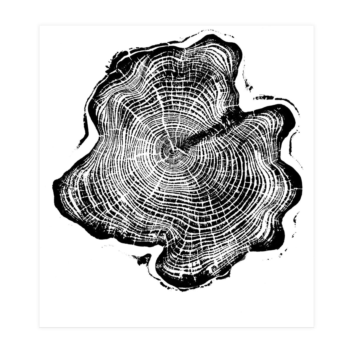 Alaskan Cypress, Tree Ring Art Print, Woodblock (Print Only)