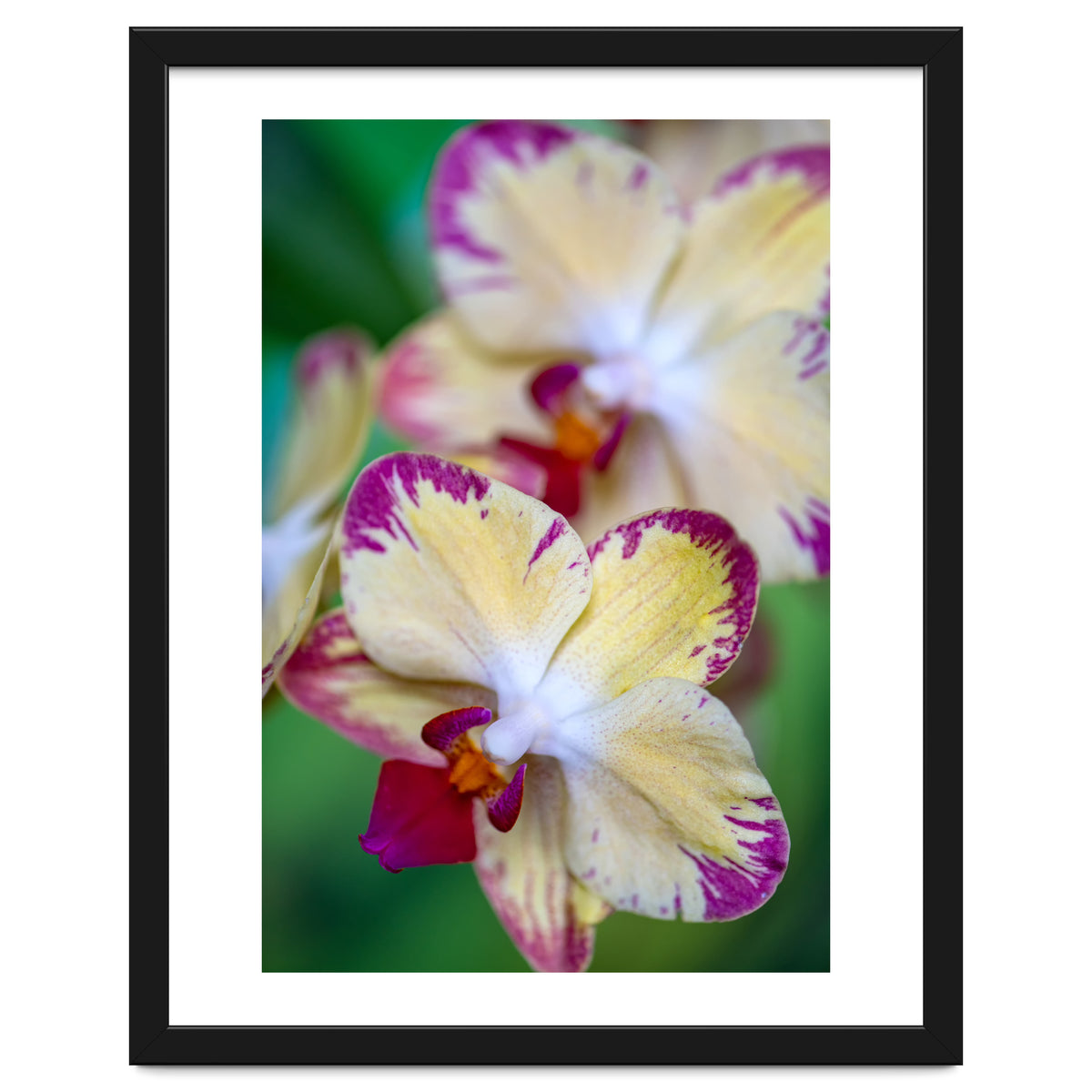 Orchidee Phalleanopsis