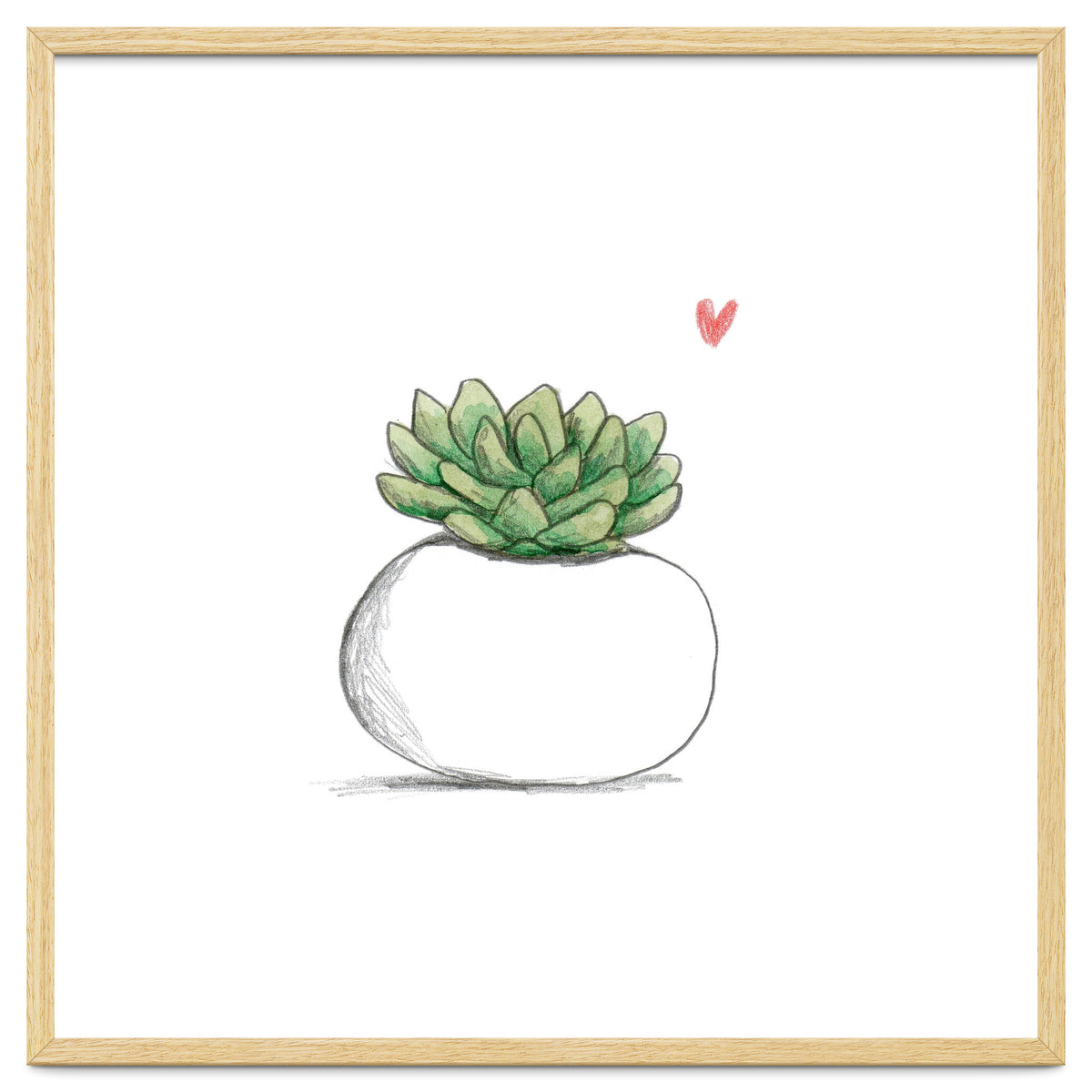 Succulent in Small White Planter