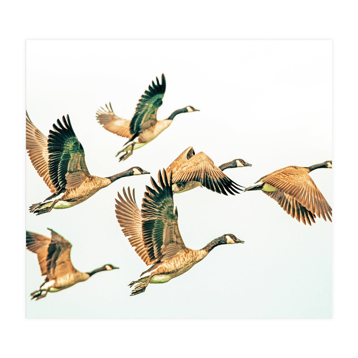 Fly Away Ii (Print Only)