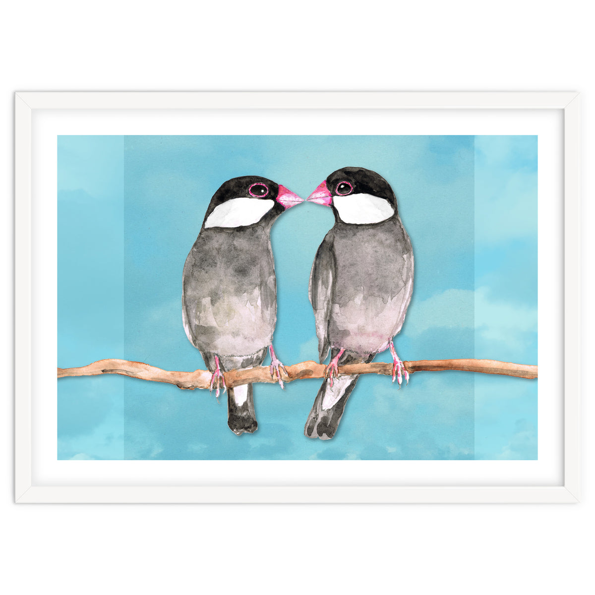 Two kissing Java sparrows
