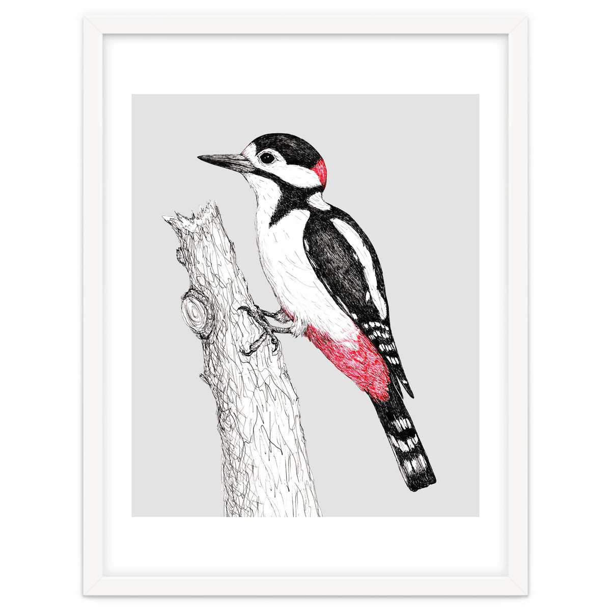 Great spotted woodpecker