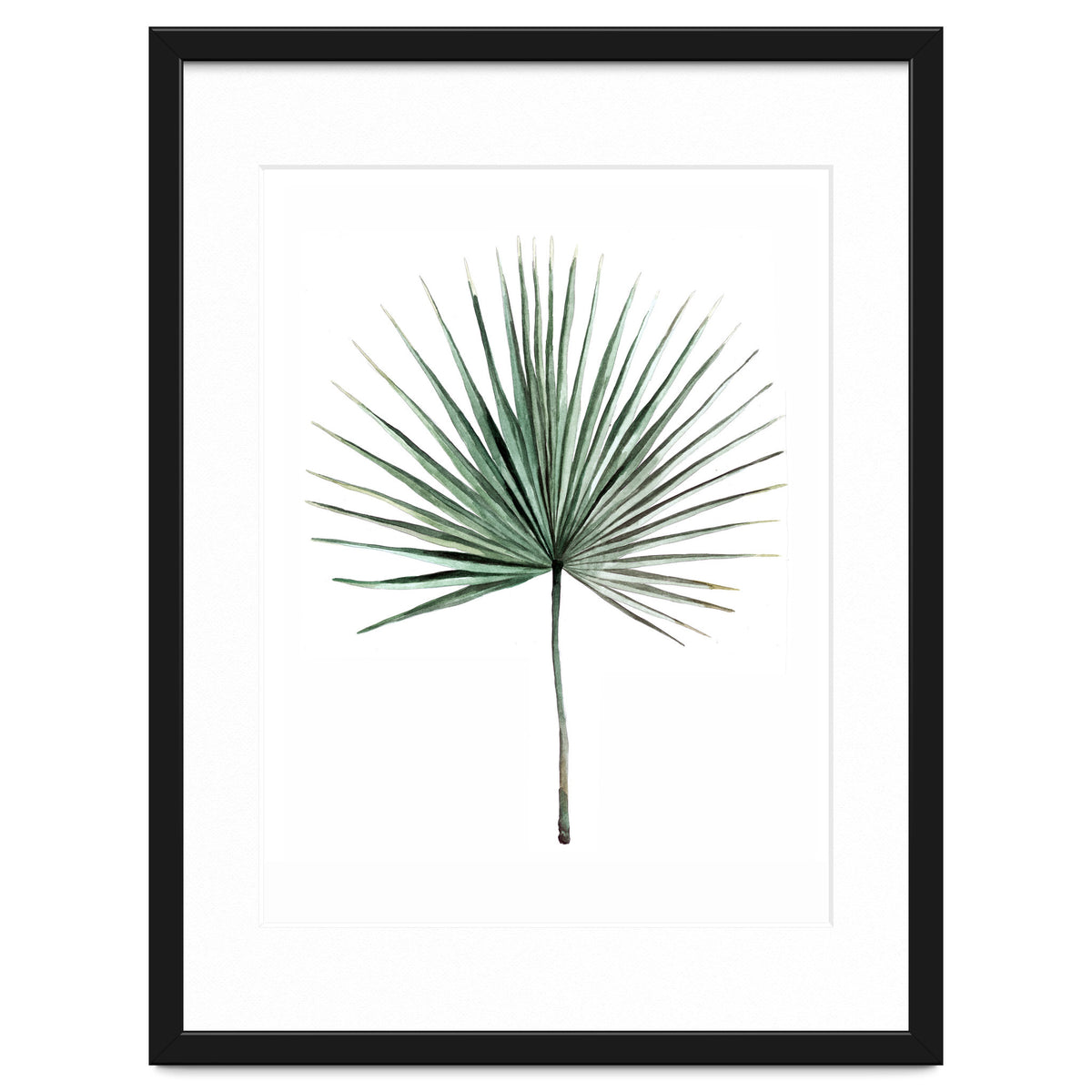 Botanical Illustration Fanpalm