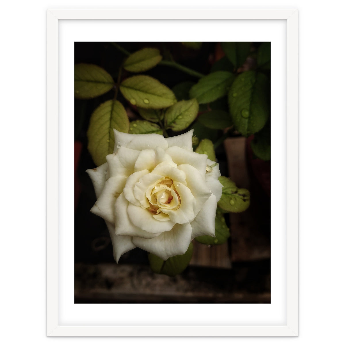 Beautiful Garden White Rose