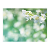 Nature (Print Only) thumbnail