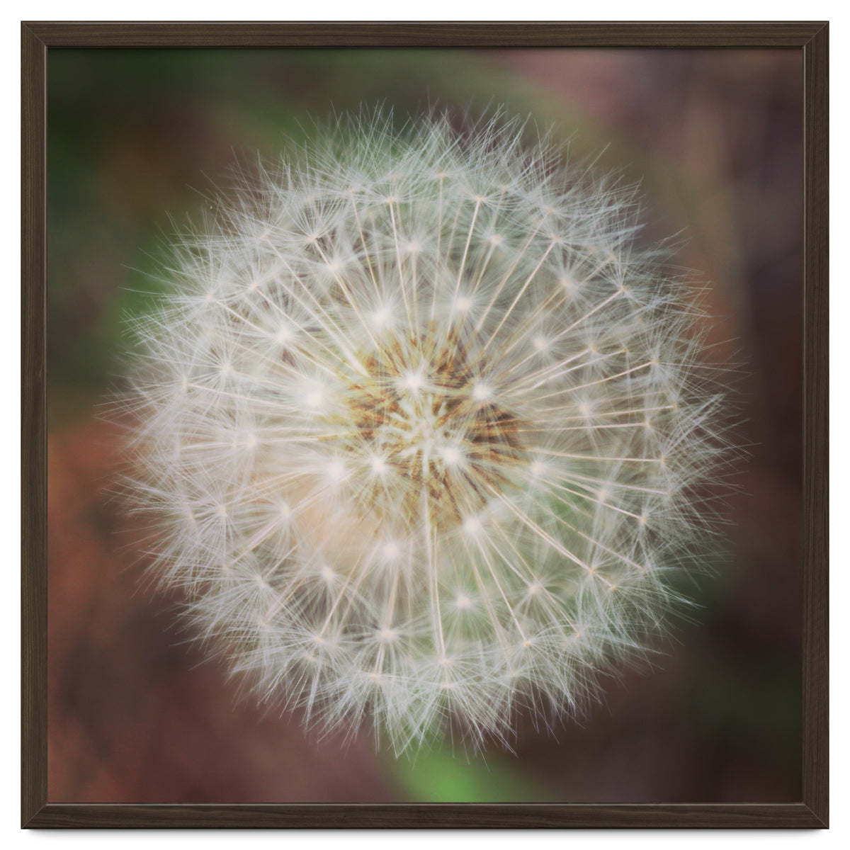 dandelion clock
