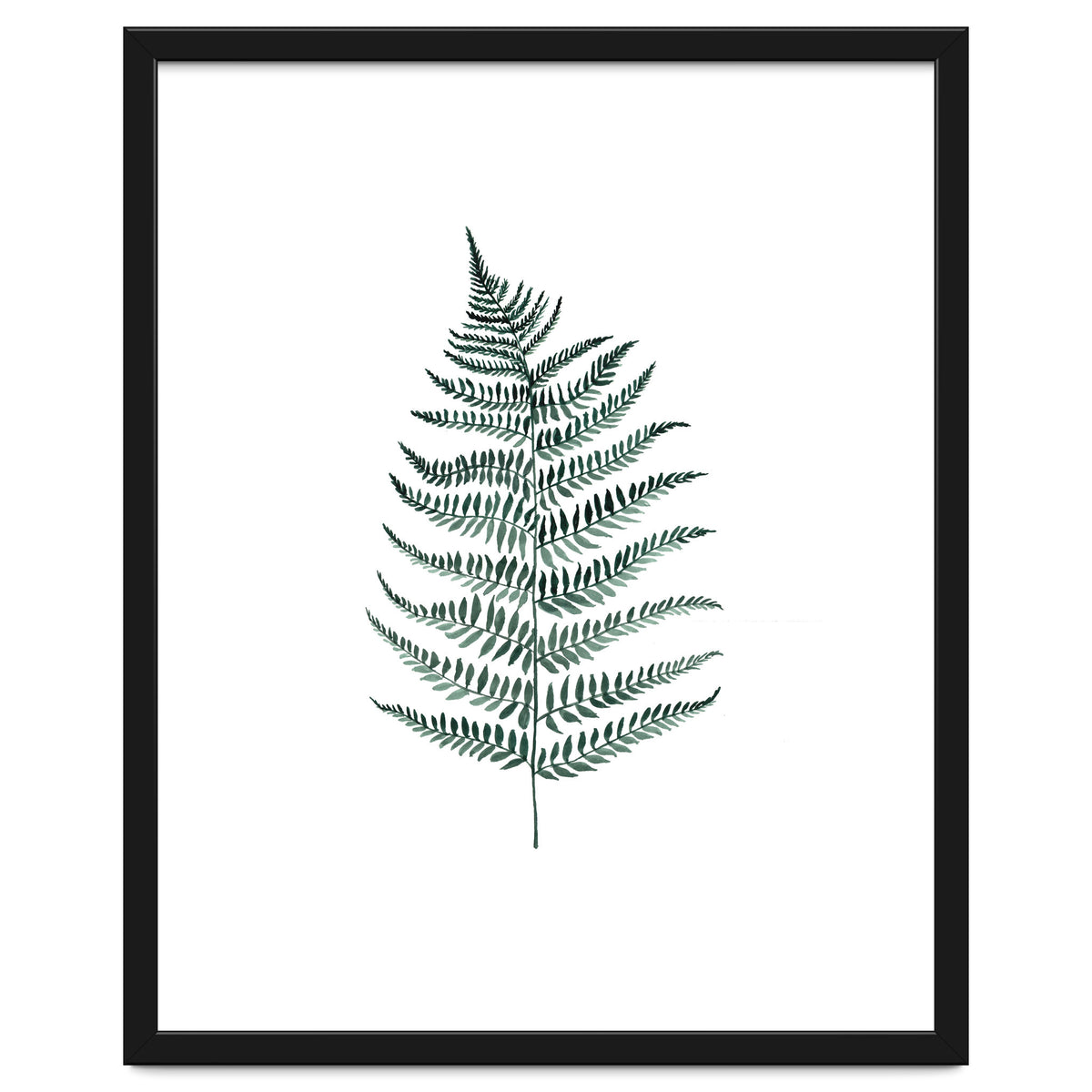 Botanical Illustration Silverfern
