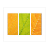 Autumn Leaves (Print Only) thumbnail