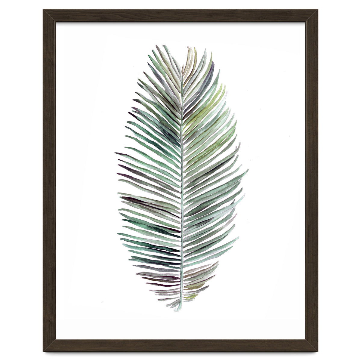 Botanical Illustration Cocos Palm