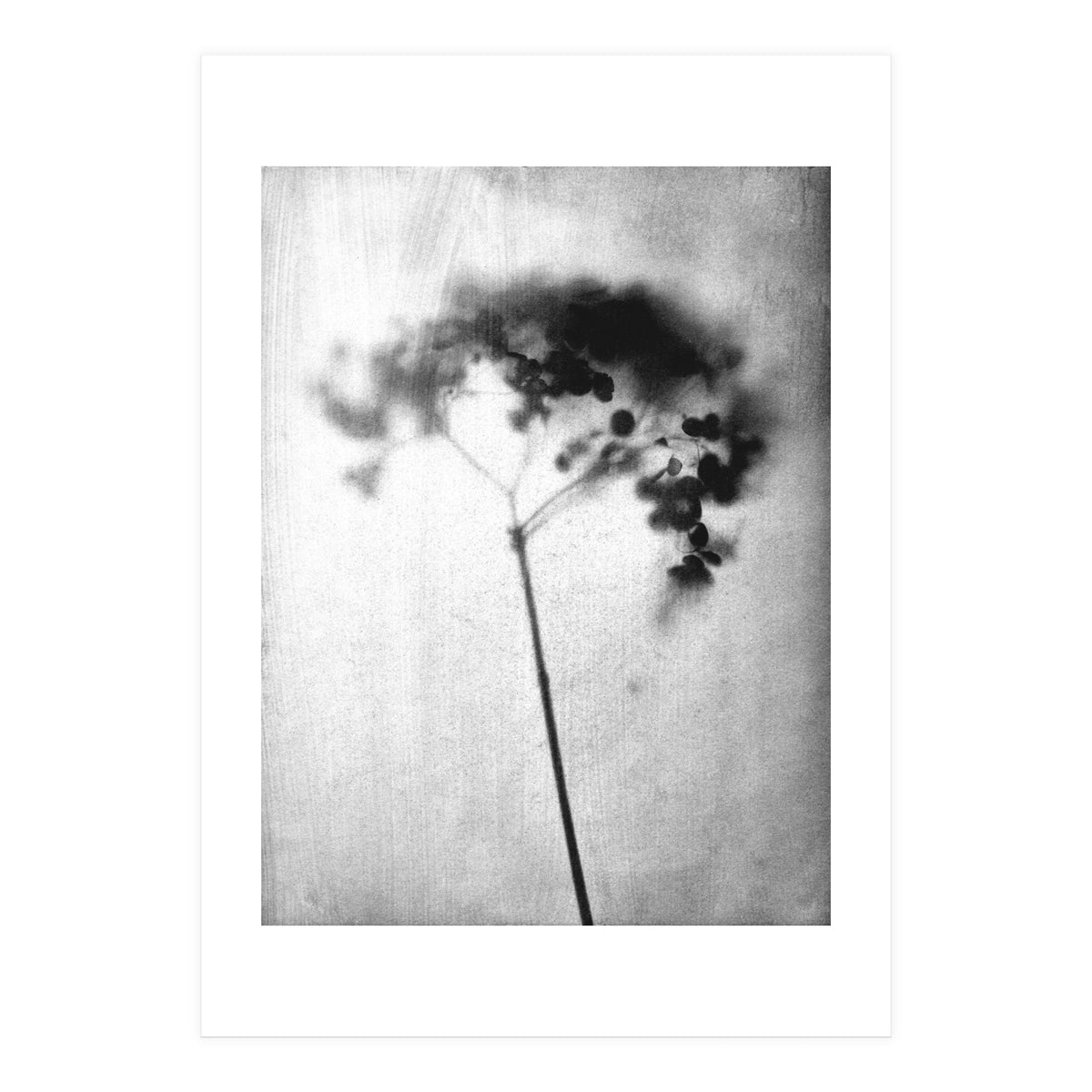 Hydrangea (Print Only)