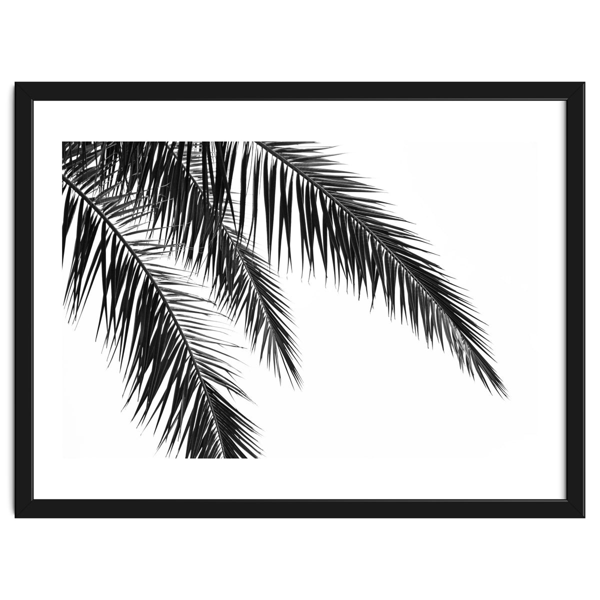 Palm Leaves