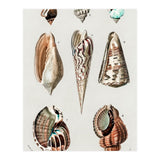 Different types of mollusks illustrated (Print Only) thumbnail