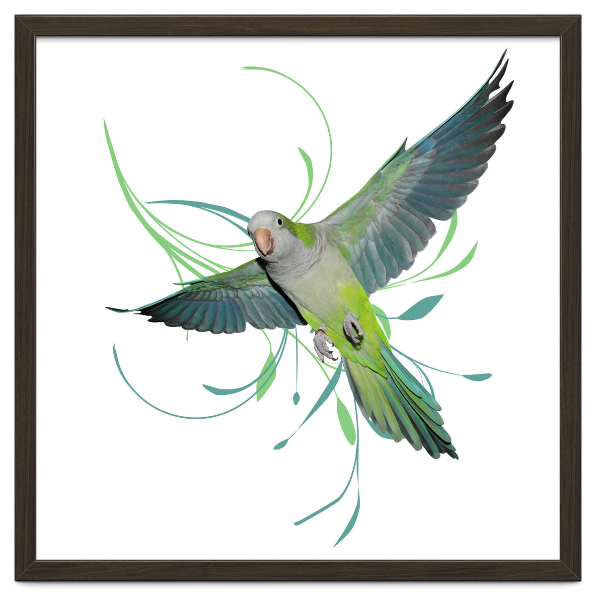 Flying quaker parrot