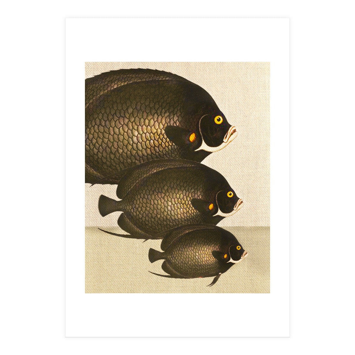 Fish Classic Designs 11 (Print Only)