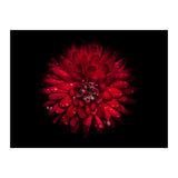 Backyard Flowers 45 Color Version (Print Only) thumbnail