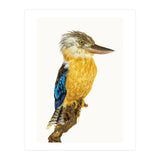 Cc Birds 07 (Print Only) thumbnail