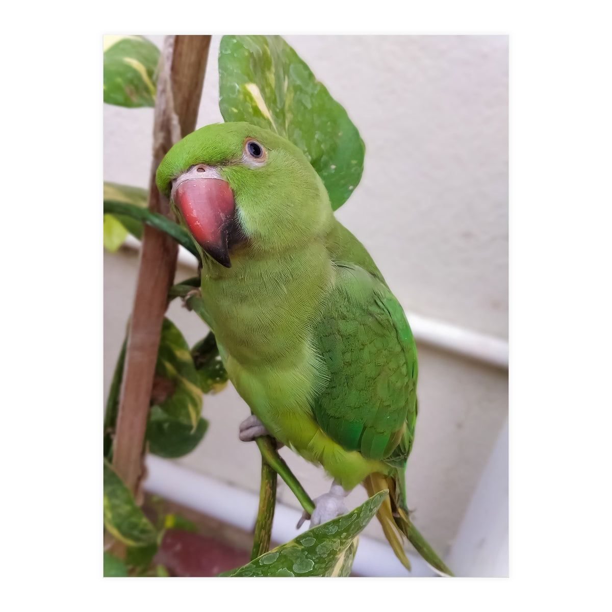 Posing Indian Parrot (Print Only)