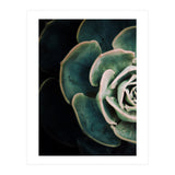 Darkside Of Succulents 4-E (Print Only) thumbnail