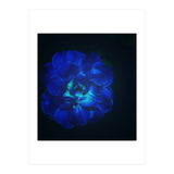Lucky Blue Rose (Print Only) thumbnail
