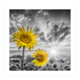 Focus on two sunflowers (Print Only) thumbnail