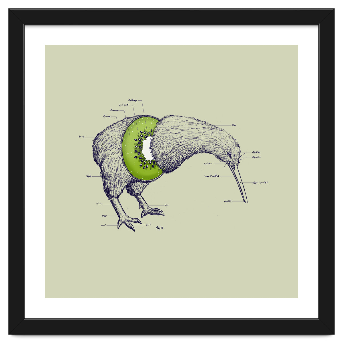Kiwi Anatomy