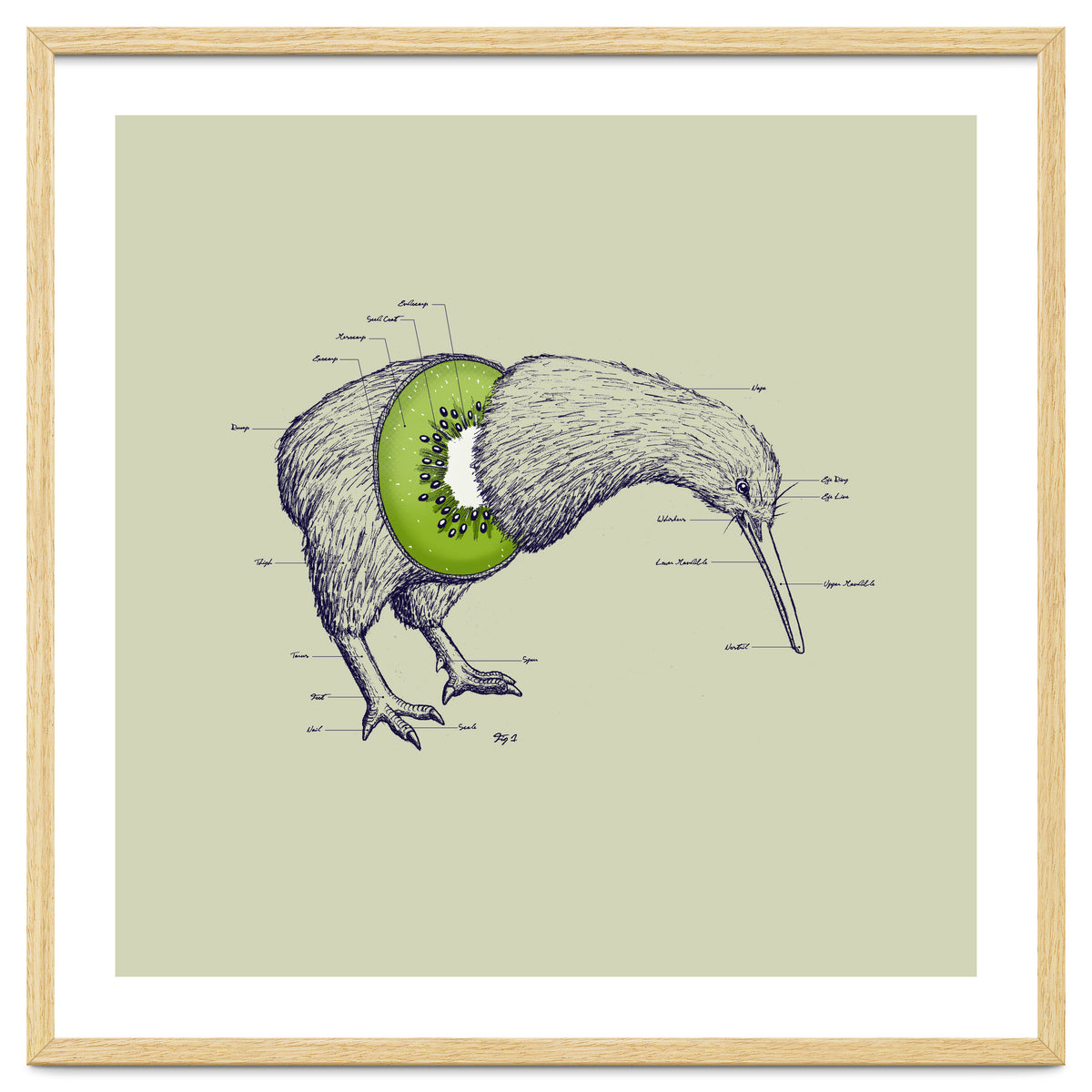 Kiwi Anatomy