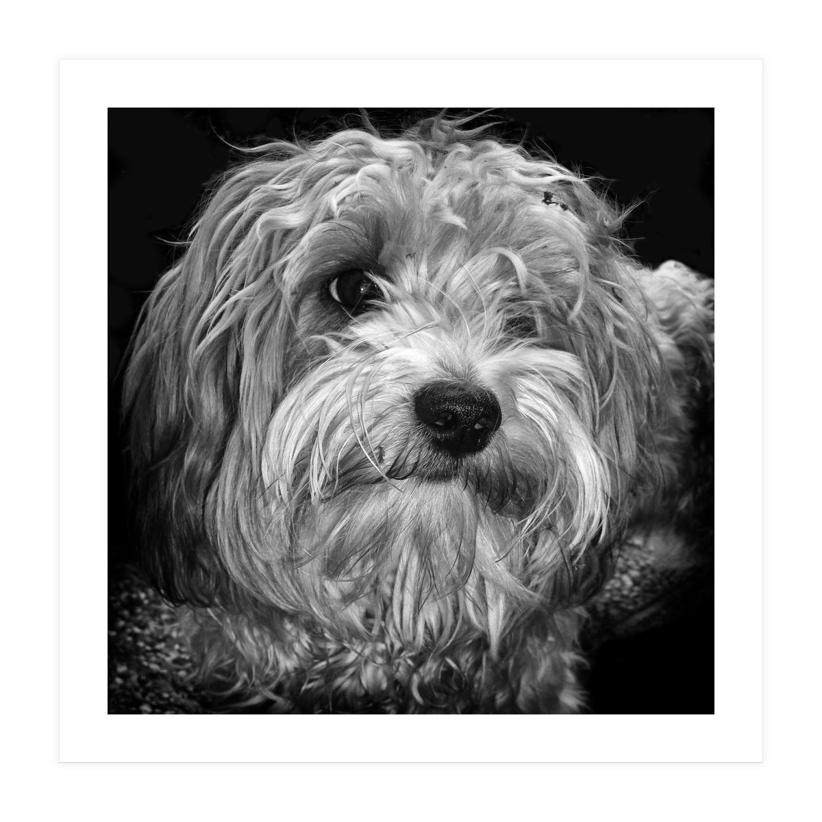 Havaneser (Print Only)