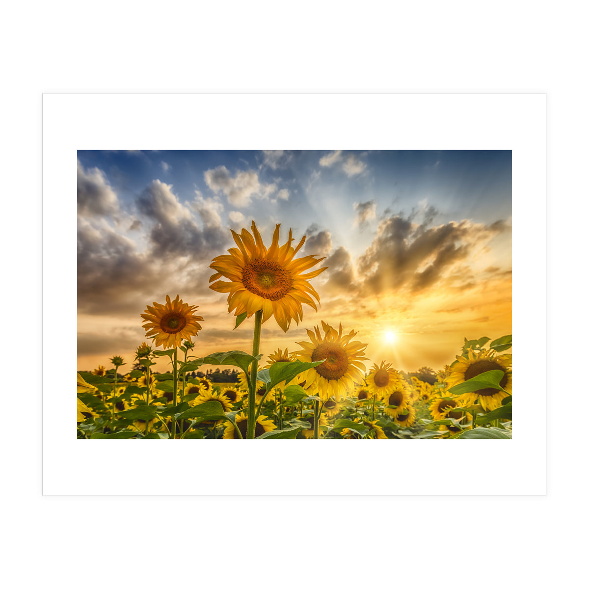 Lovely sunflowers in sunset (Print Only)