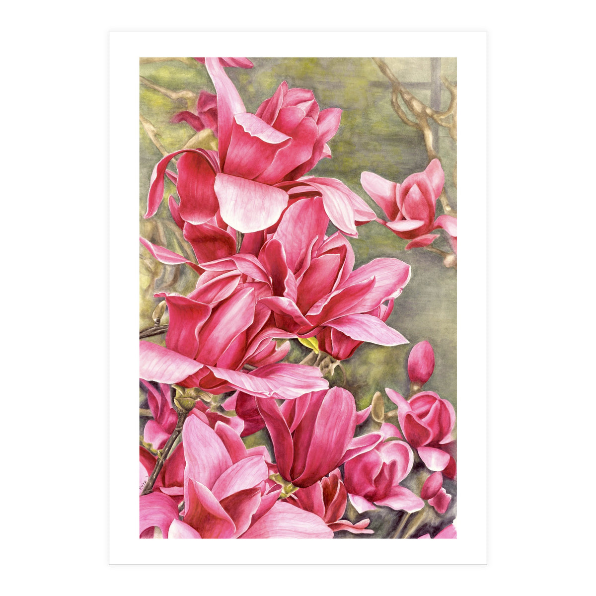 Magnolia 5 (Print Only)