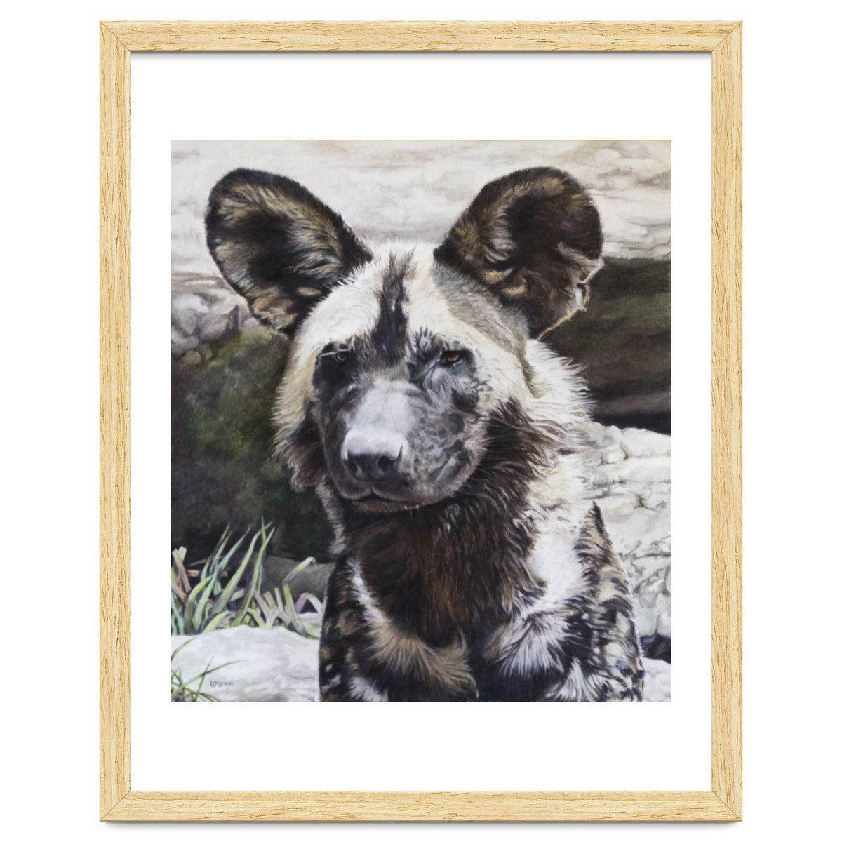 African Painted Dog II