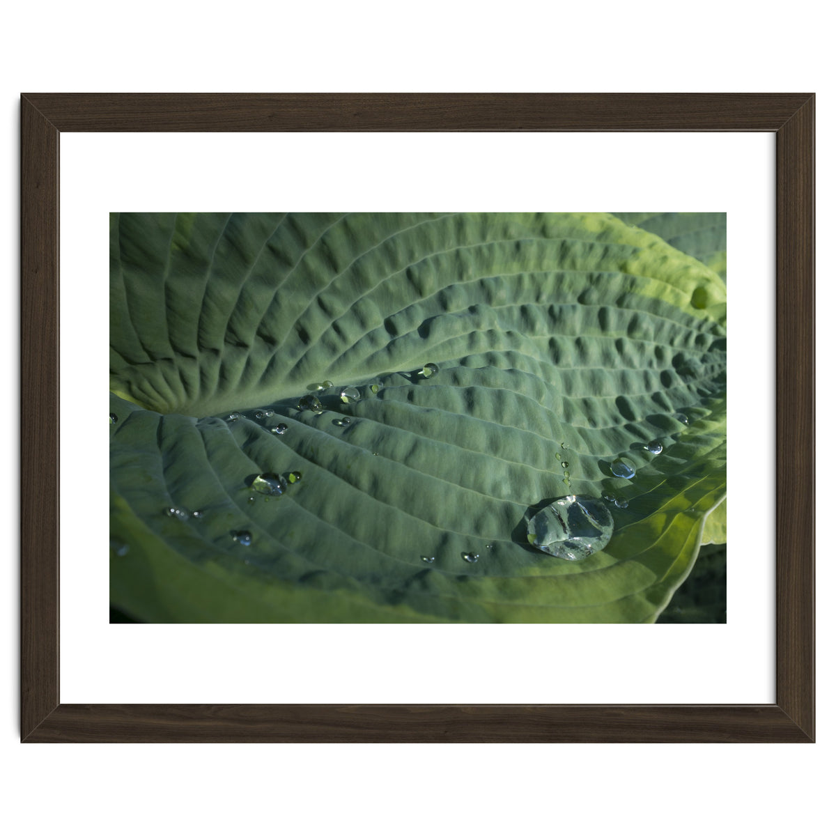 Hosta With Raindrops