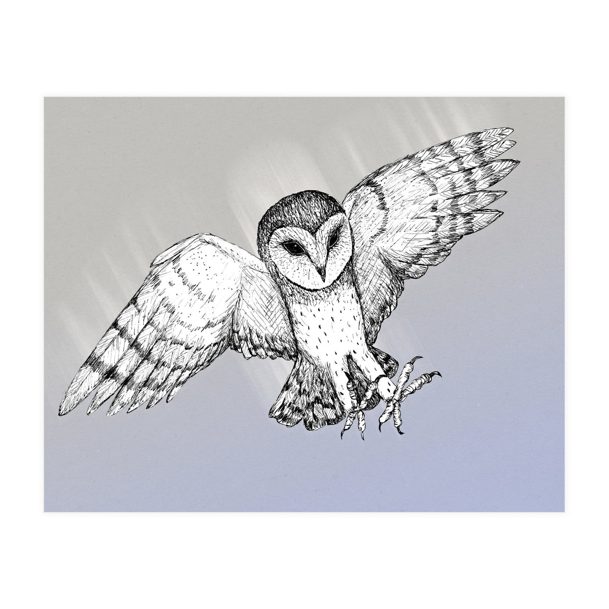 Attacking barn owl (Print Only)