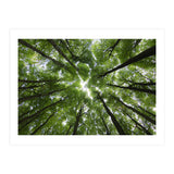 Beechwood (Print Only) thumbnail