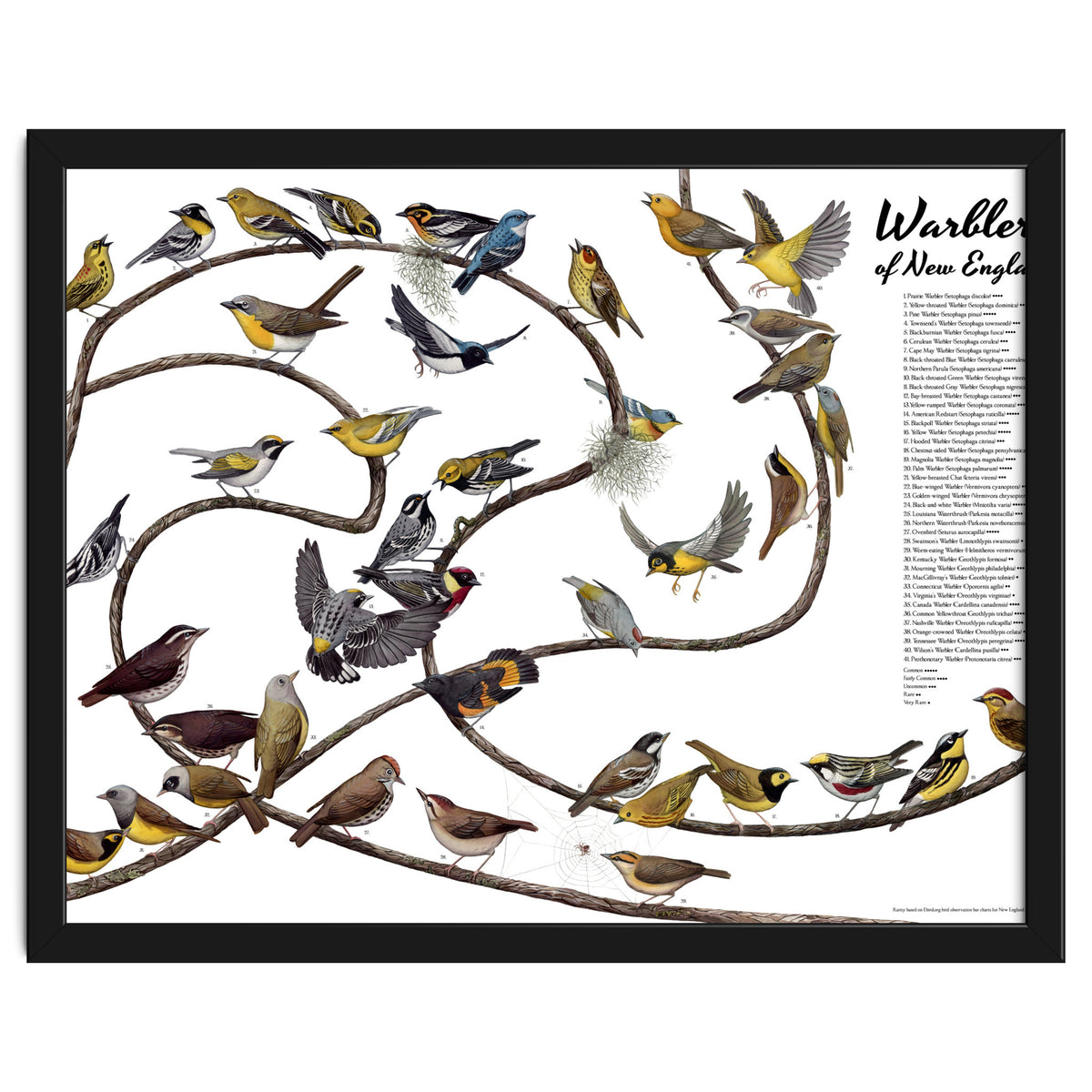 Warblers of New England