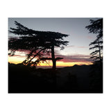 Sunset Tree (Print Only) thumbnail