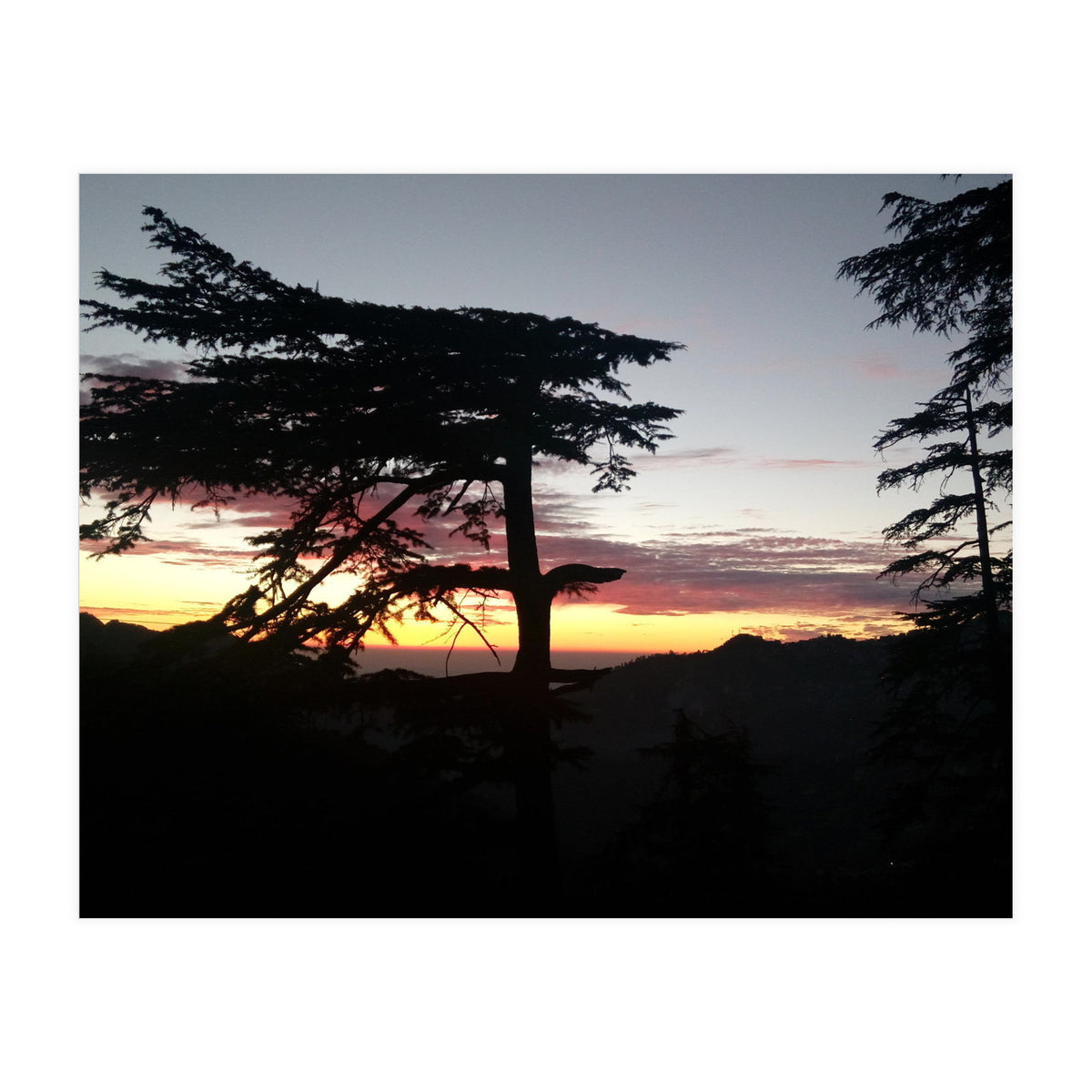 Sunset Tree (Print Only)