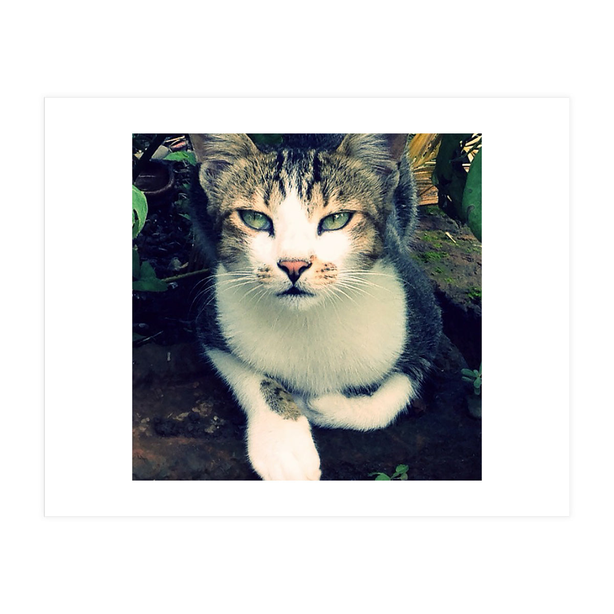 Photogenic Cat (Print Only)