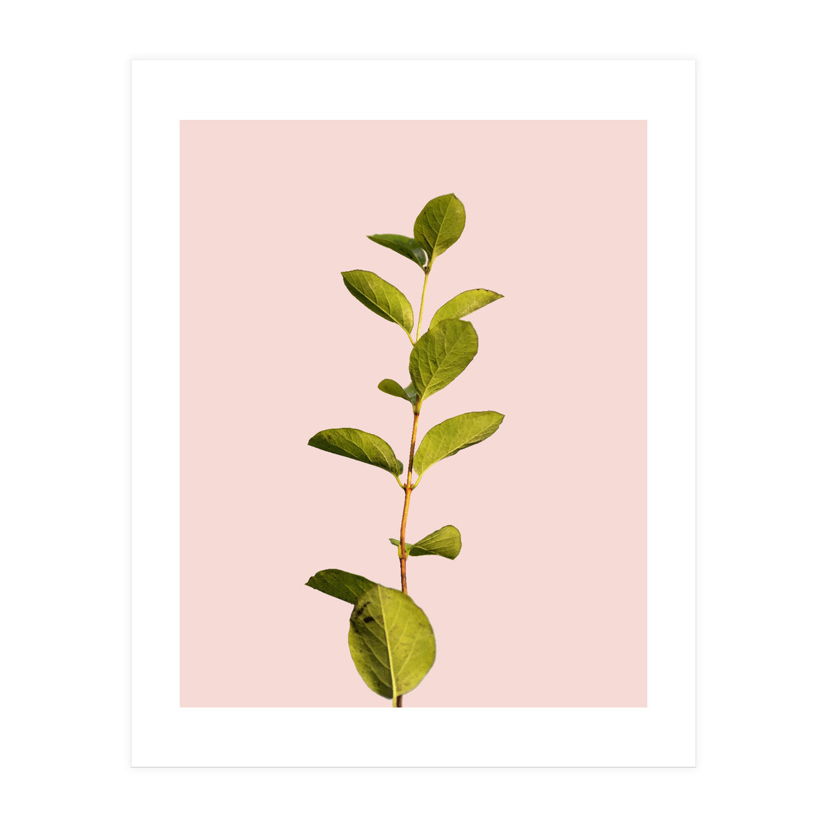 Botanical Art V3 (Print Only)