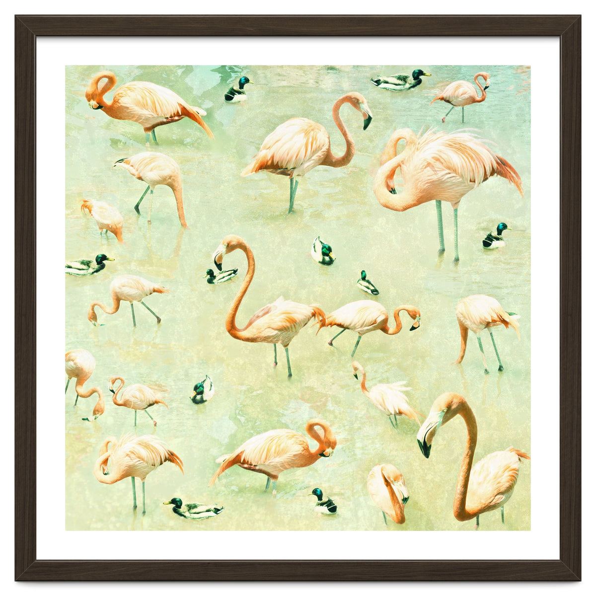 Flamingos