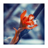 Ginger Flower (Print Only) thumbnail