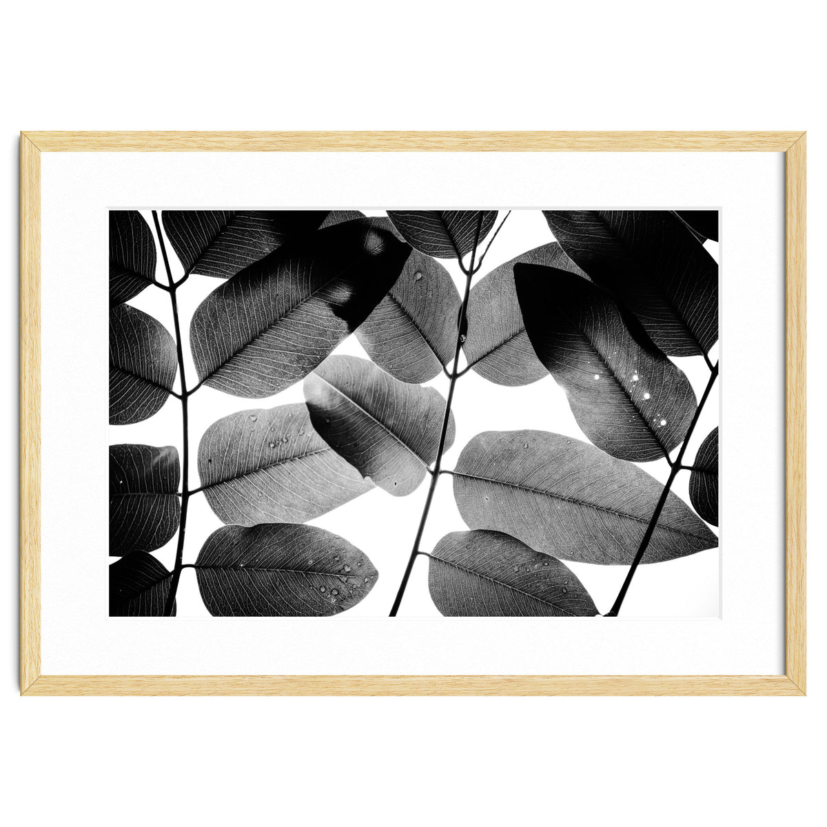 Experiments with Leaves II