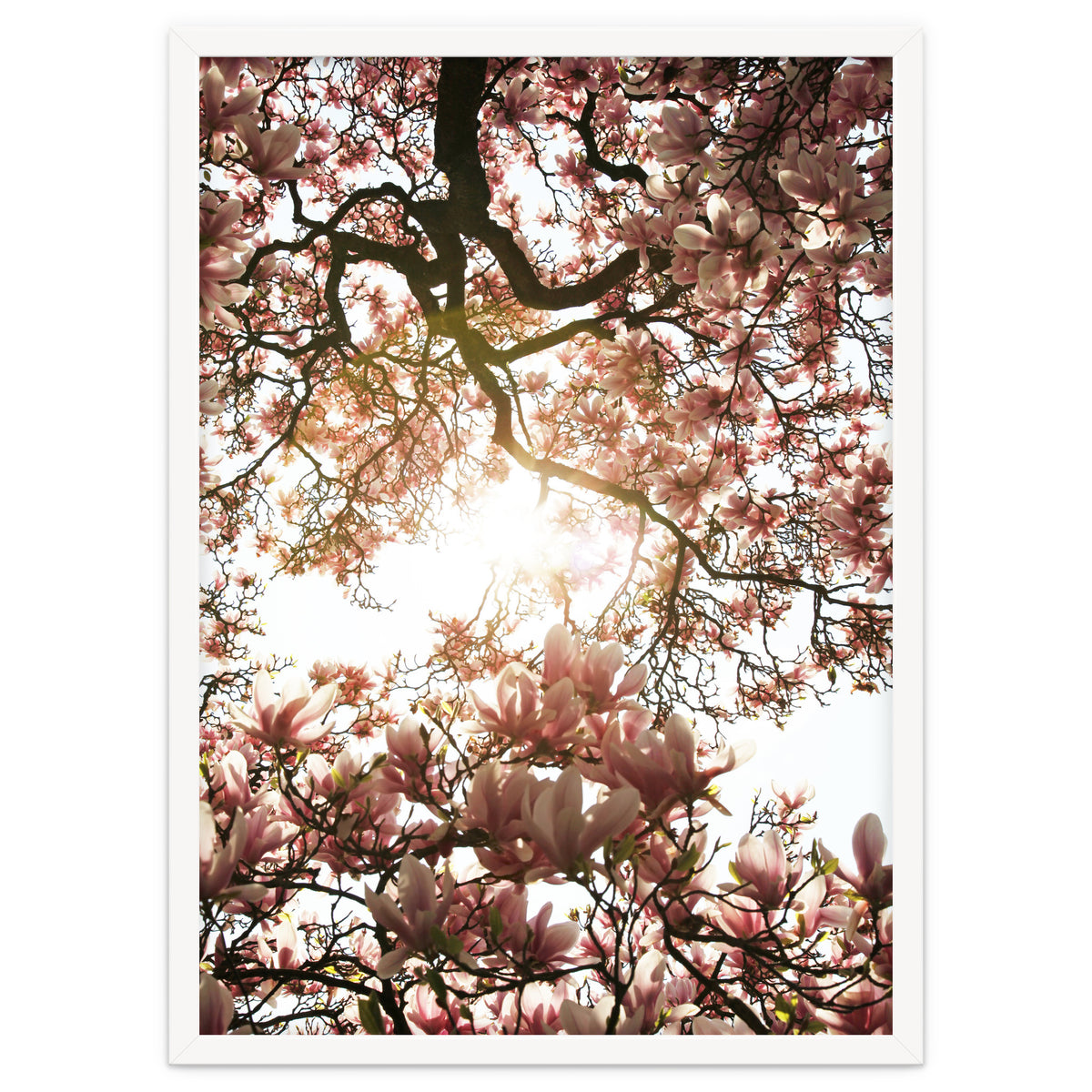 Magnolia tree