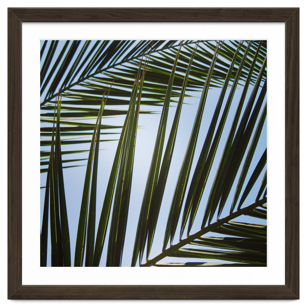 palm fronds