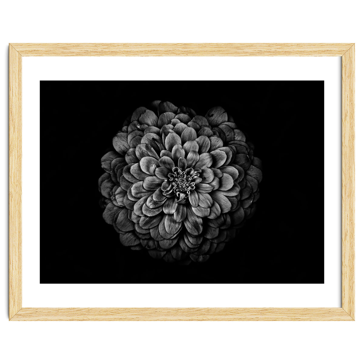 Backyard Flowers In Black And White 54