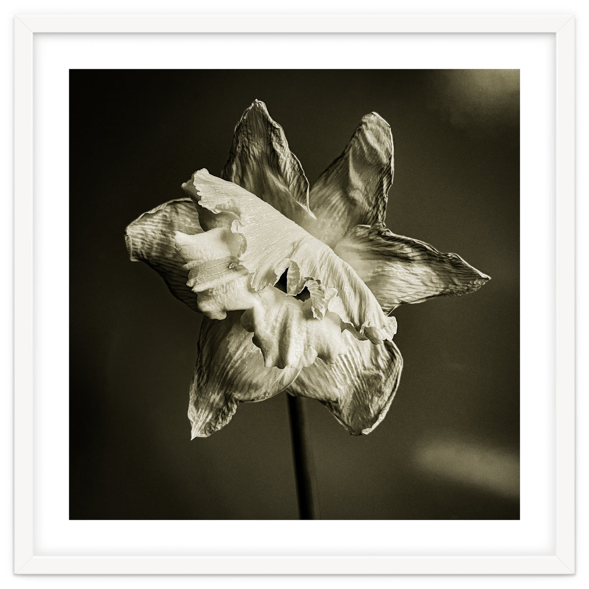 Wilting daffodil